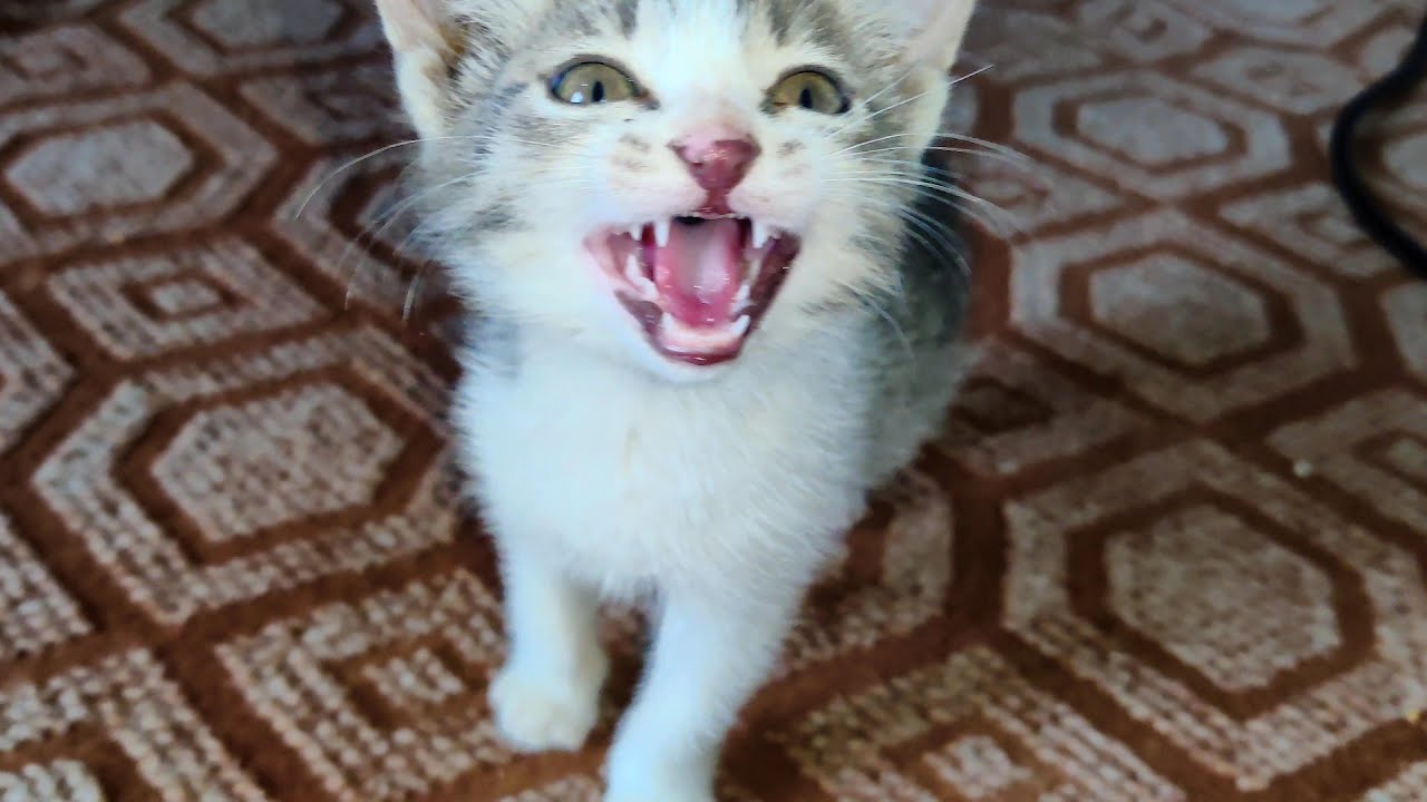 Baby Kitten Meowing To Attract Cats Realistic Cat Sounds YouTube