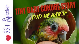 My MIRACLE Baby Conure ? Unedited Vid! #babyparrot  #parrot_bliss #parrot