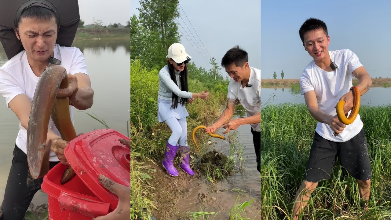 水猴子在粉丝家鱼塘抓黄鳝，广东的鳝鱼居然喜欢2条住在一起，那今天岂不是事半功倍！