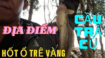Địa điểm câu cá rô đồng. CẦU TRÀ CÚ.Hốt ổ trê vàng ,rô cũng vàng .