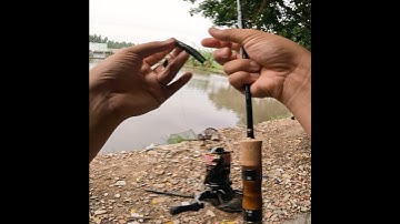 Sử dụng mồi mềm Gậy Nước câu cá lóc #fishing