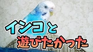 実家のインコと遊びたかった。