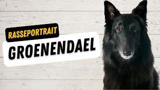 Groenendael  Ursprung, Charakter, Training, Haltung