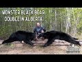 Monster Black Bear Double in Alberta