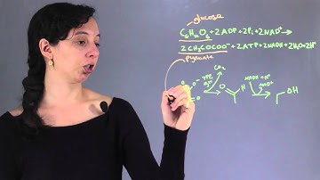 Alcoholic Fermentation in Biology : Chemistry & Biology Concepts