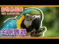 最像狗狗的鳥？超貴寵物鳥「金剛鸚鵡」！blue and yellow macaw illustrated book【鸚鵡小木屋】【寵物鳥圖鑑EP20】