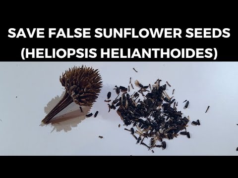 วีดีโอ: False Sunflower Care - เรียนรู้เกี่ยวกับการปลูกดอกทานตะวันตาวัว