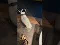 Milo’s Turn#ogden #doglove #doglovers