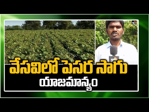 వేసవిలో పెసర సాగు యాజమాన్యం | Green Gram Cultivation Methods | Matti Manishi | 10TV