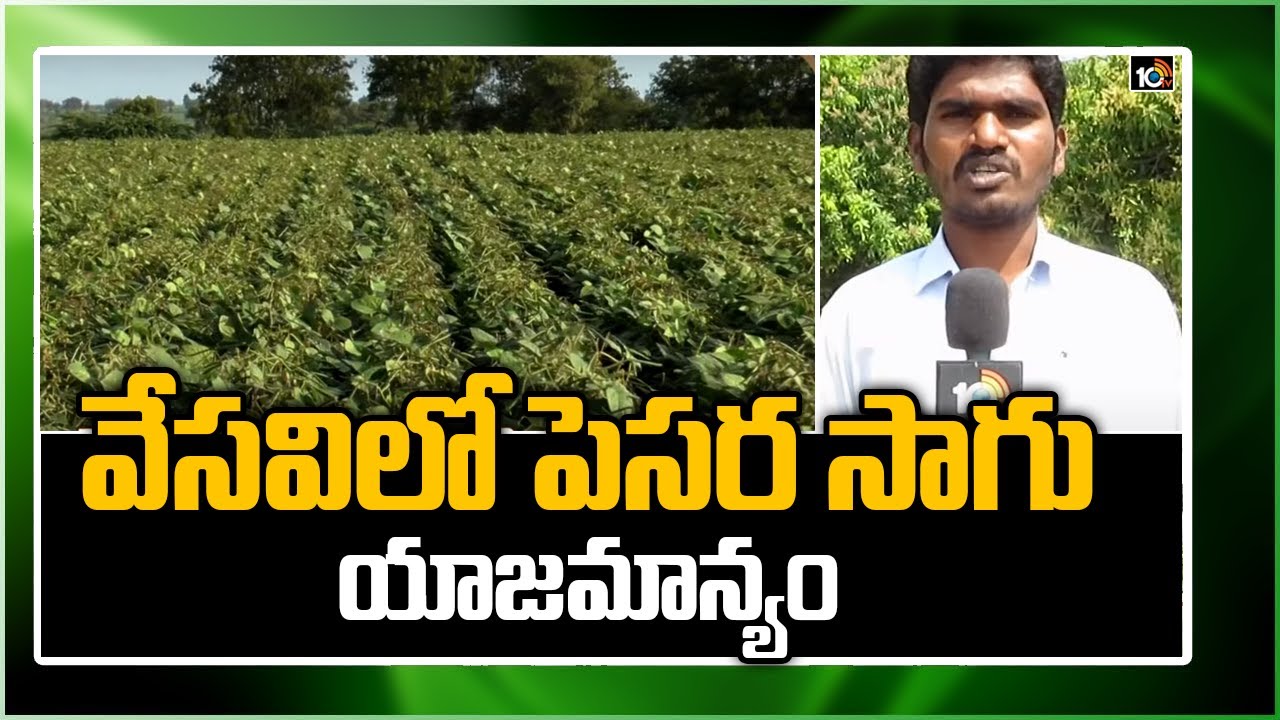 వేసవిలో పెసర సాగు యాజమాన్యం | Green Gram Cultivation Methods | Matti Manishi | 10TV