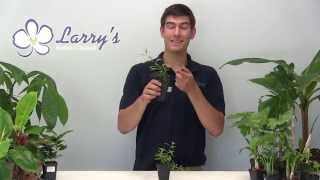 How to Grow Goji Berry (wolfberry) at Home!