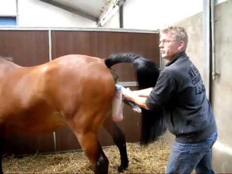 Comment Les Chevaux Se Reproduire 