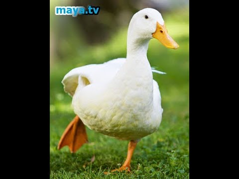 Que significa pato en colombia