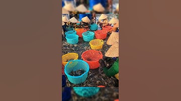 Cận Cảnh Thu Hoạch Tôm Càng Xanh Ở Miền Tây Xem Đã Con Mắt #shorts