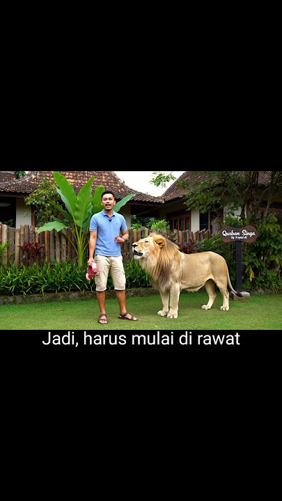 Qurban Singa buat Lebaran Idul Adha🥩🦁 | #ai #shorts  #animals #funny #fyp #memes #youtube