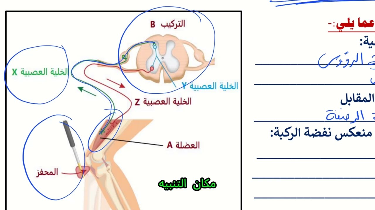 تدريبات الجهاز العصبي 8