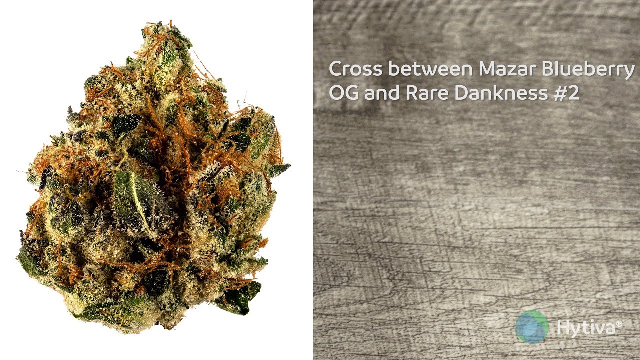 Strain Review: Star Killer