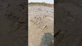 Amazing Muddy Water Village Fishing Video #fish #fishing #village