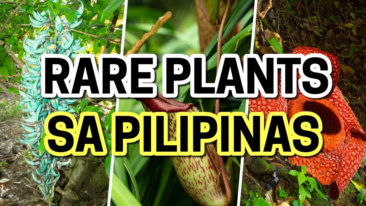 10 Rare Plants in the Philippines Na Ngayon Mo Lang Makikita YouTube