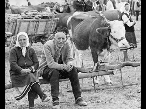 Почему в СССР в селах у коров были низкие удои?