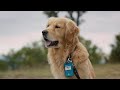 Can Tive Track your Dog ? :)