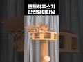 좁다 좁아 #고양이 #각종유머 #cat #viralvideo #cute