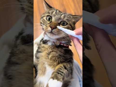 هذه القطة لم تستطع التنفس ما سحبته سيصدمك