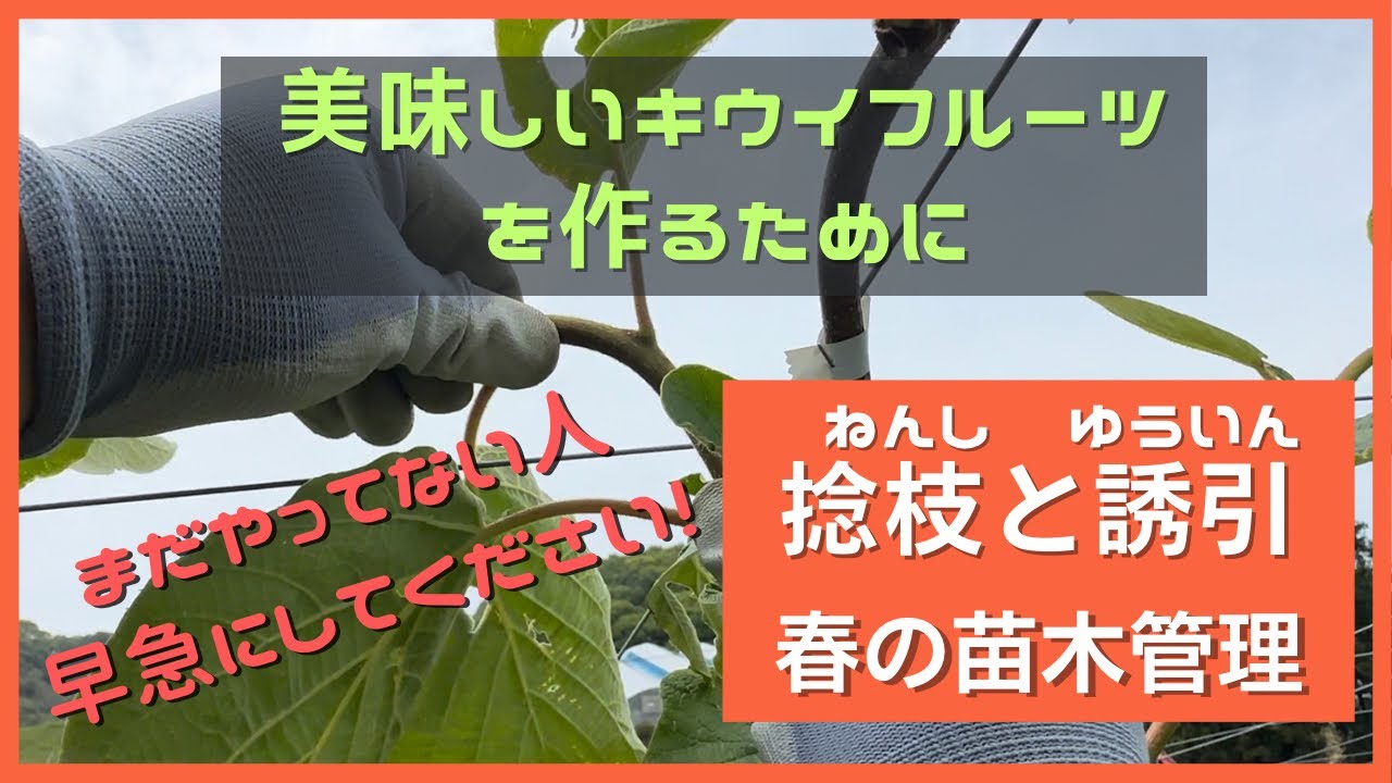 キウイフルーツの苗木の管理　絶対に必要な春の誘引と捻枝