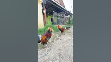 Ntsuag lau qaib txuam 2