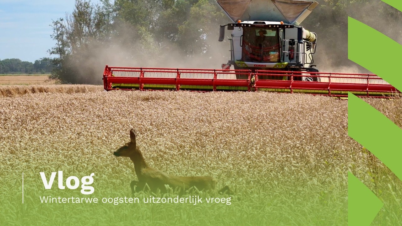 VLOG | Wintertarwe oogsten uitzonderlijk vroeg en inname graan door Ruben in het graanpakhuis