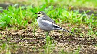 白鶺鴒幼鳥 White Wagtail 2022 11\/5