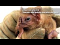 Conociendo a los murciélagos hematófagos