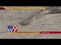 Python sighted in Prakasam school