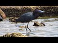 Egretta caerulea (Garza azul)