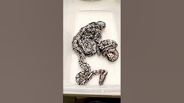 Pastel Axanthic x Pastel Axanthic hatchlings🔥 #ballpython #ballpythonmorph #hatchlings #shorts