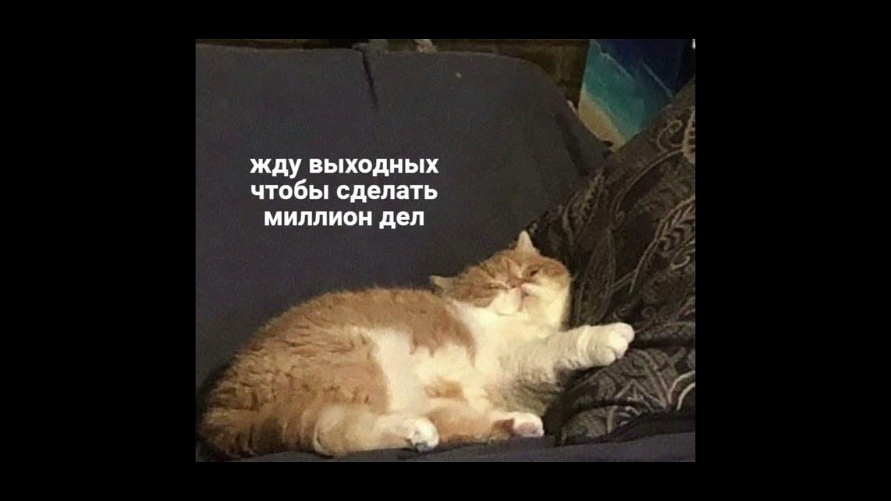 мемные котики - YouTube