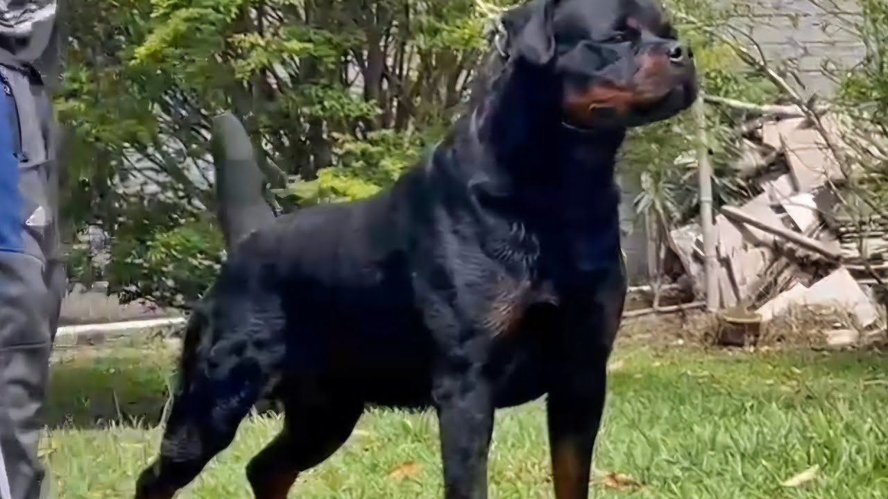 Casper Dark Force - Rottweiler - YouTube