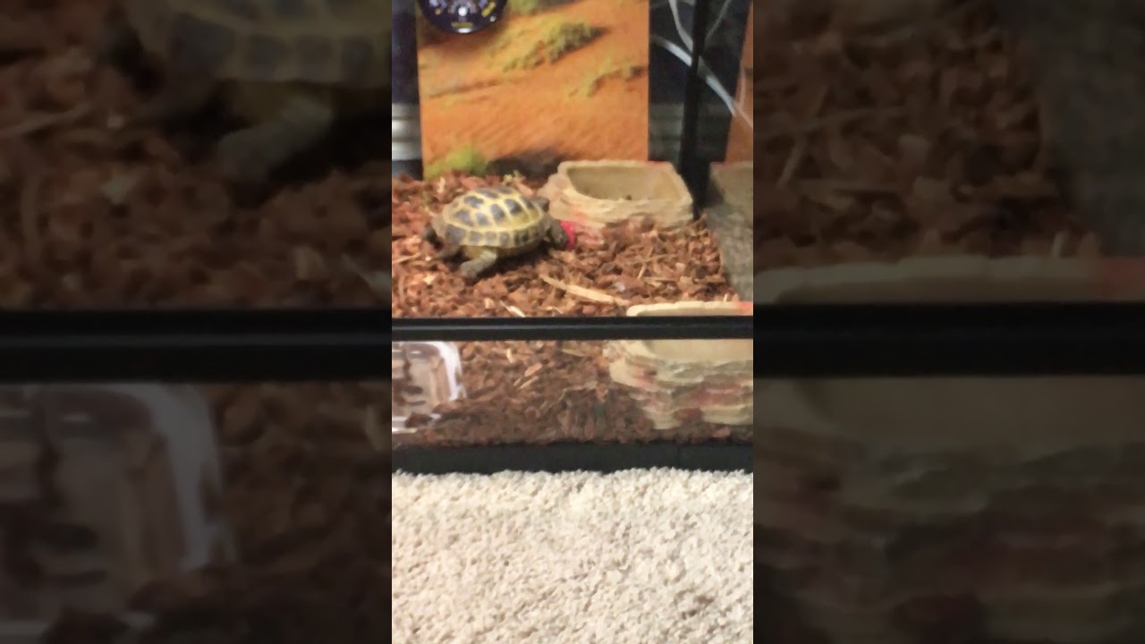 Tortoise eating a raspberry YouTube