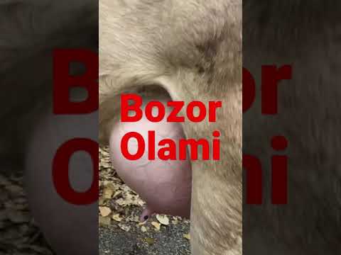 Video: O'zingiz O'sganingiz