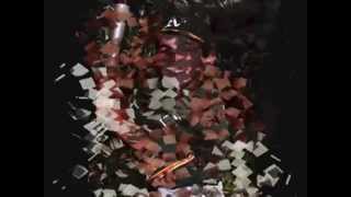 IN LOVING MEMORY - ROBERT EARL WEAVER