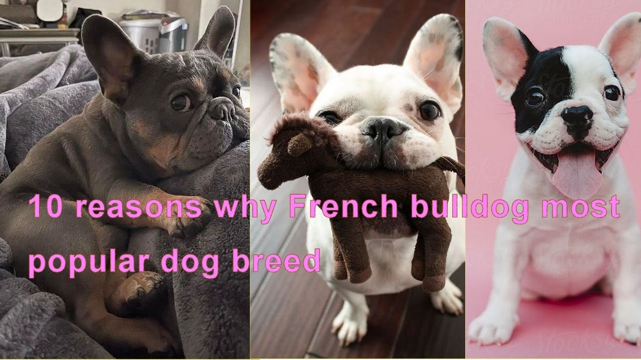 10 reasons why French bulldog most popular dog breed YouTube