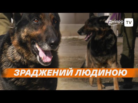 🐕 Людська зрада: вівчарку з пухлиною кинули прив’язаною до паркану