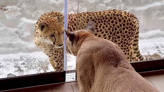 Cheetah and Puma are friends through the glass😁 Messi begs for Gerda as soon as he sees her outside!