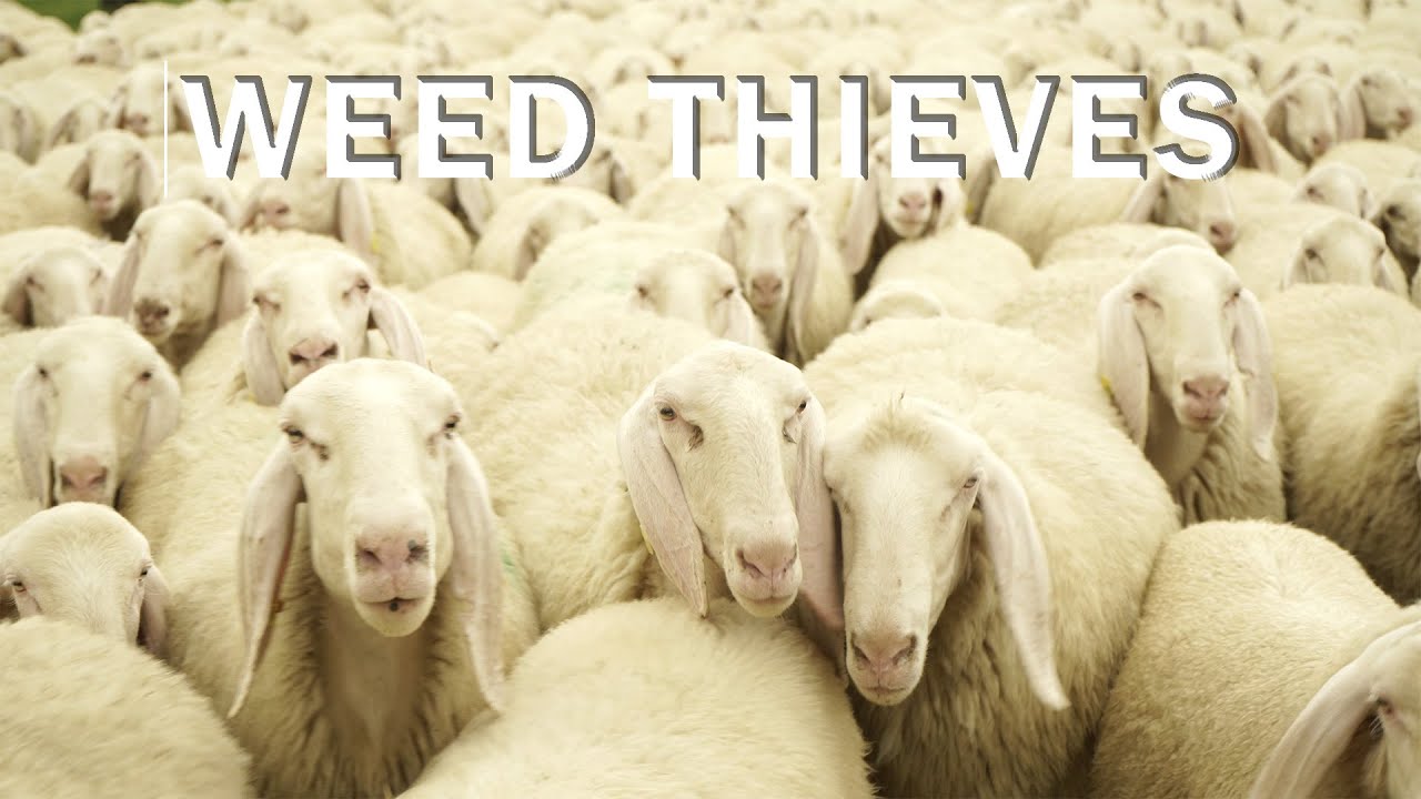 weed-thieves-i-l-der-de-rba-teaser-youtube