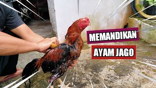 Download Lagu Memandikan Ayam Jago MP3