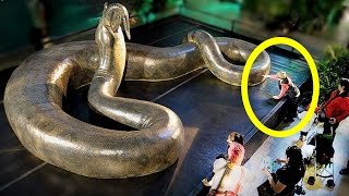 10 Terrifying Animals You’re Glad Are Extinct