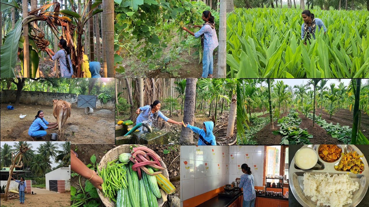 செவ்வாழை🍌அறுவடைல ஆரம்பம் ஆச்சுங்க இந்த நாள் என்ன என்ன வேலைனு பாருங்க/Vegetables harvesting n cooking