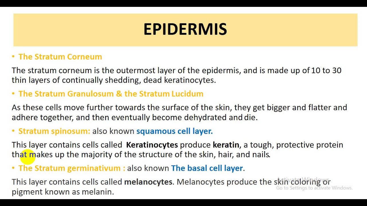 فيديو محاضرة تشريح العنق والجه والعين 2