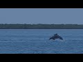 Conservation of the Atlantic humpback dolphin | Loro Parque Fundación