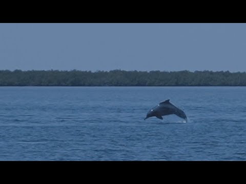 Conservation of the Atlantic humpback dolphin | Loro Parque Fundación